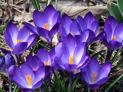 kh gifford crocuses 2.jpg